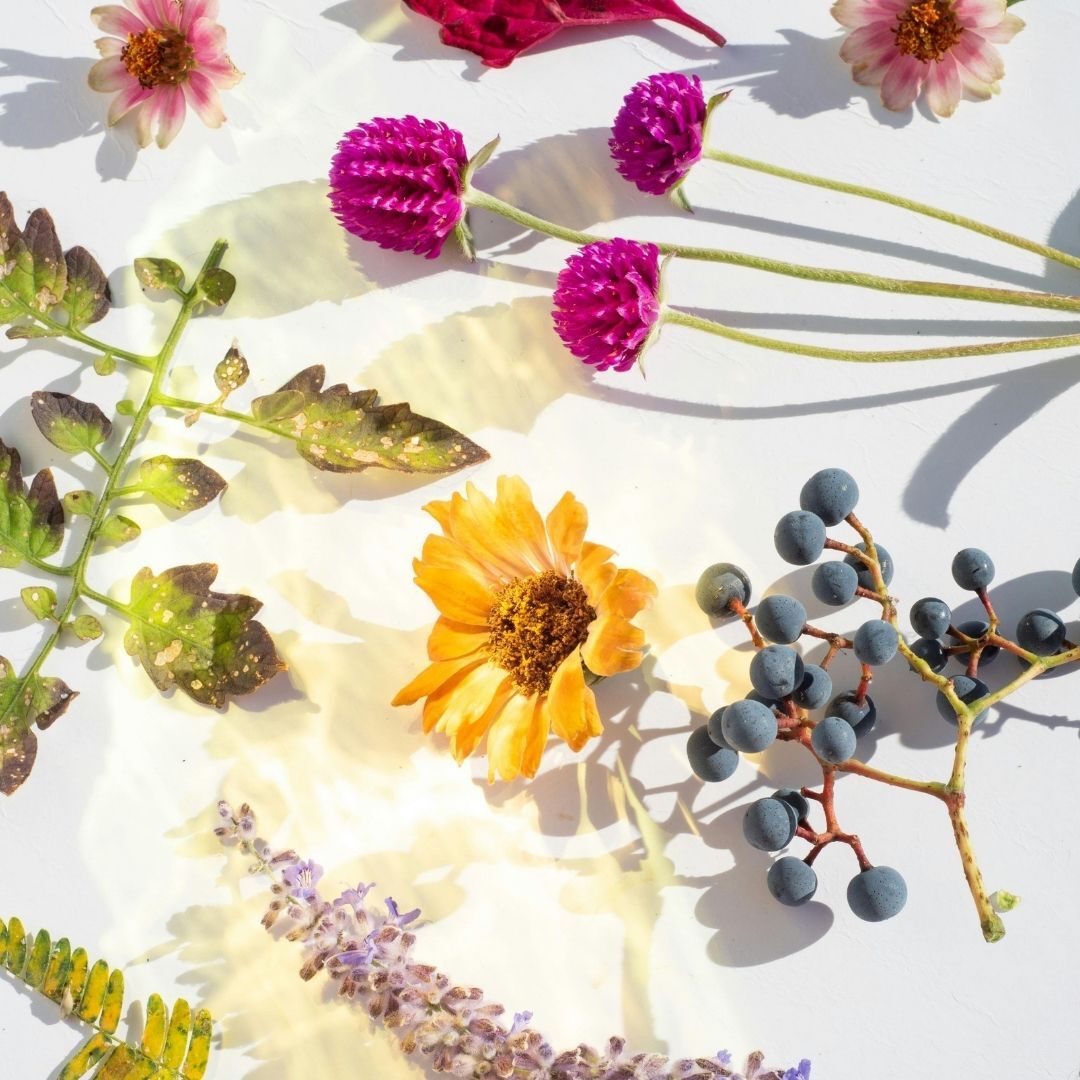 flowers and botanicals 