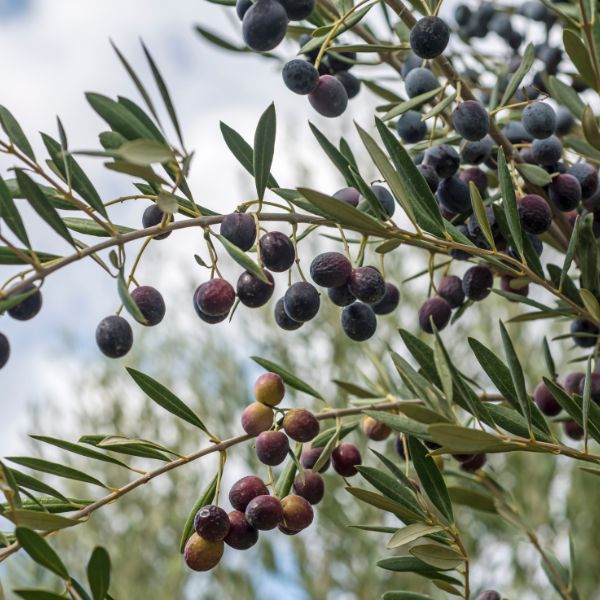 An olive tree full of olives