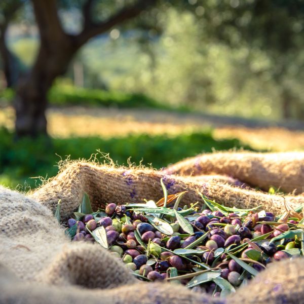 Olives that have been harvested